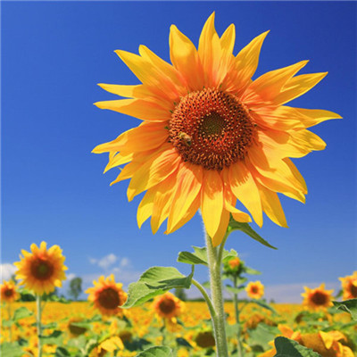 2023年自带好运头像(共18张)