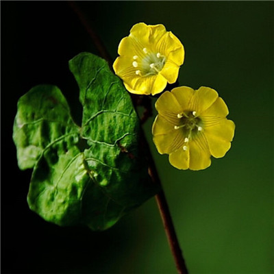 2023年自带好运头像(共18张)