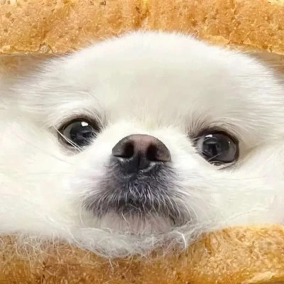 适合永久做头像的图片2023(18张)