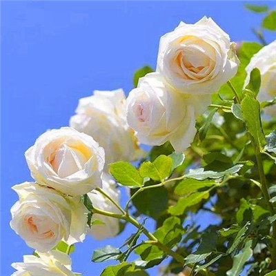 2023寓意好的头像(优选18张)