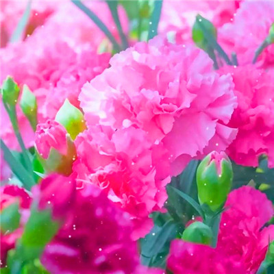 2023年最美微信头像图片(精选18张)