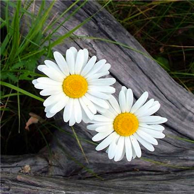 2023最吉祥头像(20张)