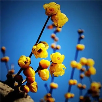 2023最红火头像(精选18张)