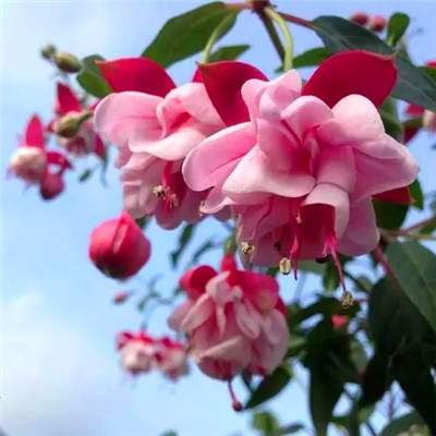 高清好看很灵的转运微信头像图片(精选26张)