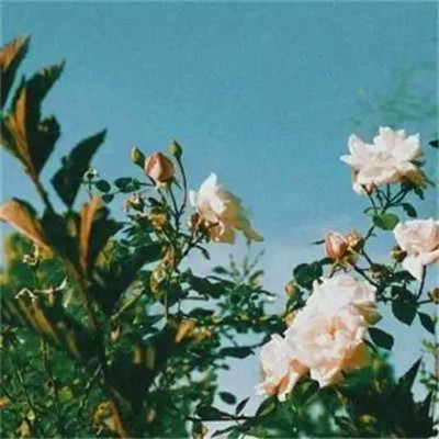 高清好看很灵的转运微信头像图片(精选26张)