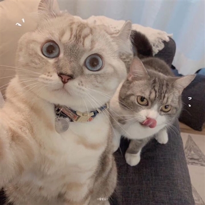 小清新学生范闺蜜贴吧头像一人一张(优选34张)