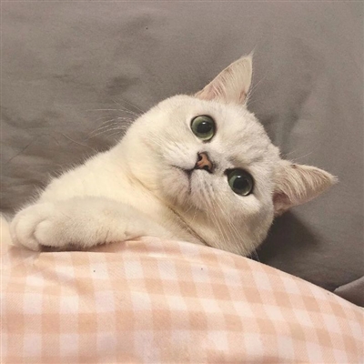 奇葩逗比情侣头像一男一女图片大全(16张)