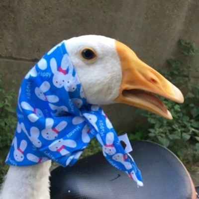 搞怪的情头搞怪的图片(18张)