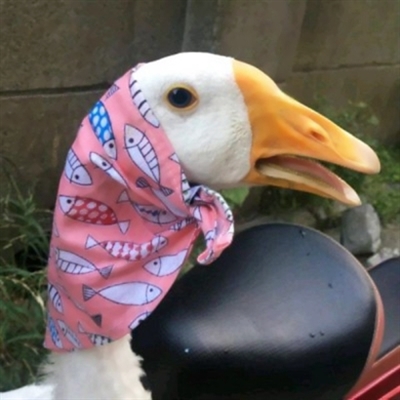 搞怪的情头搞怪的图片(18张)