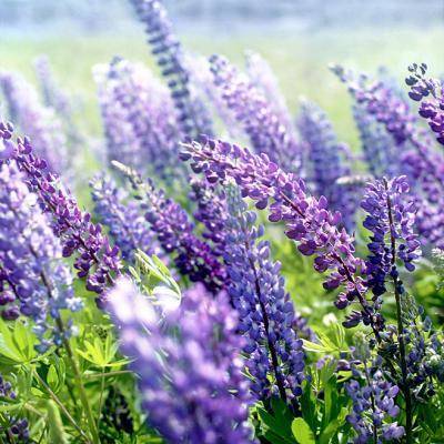 女人好运吉祥微信头像风景图片(优选20张)