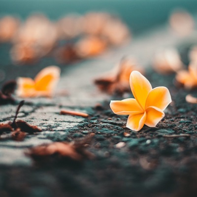 各种漂亮的花图片大全(优选18张)