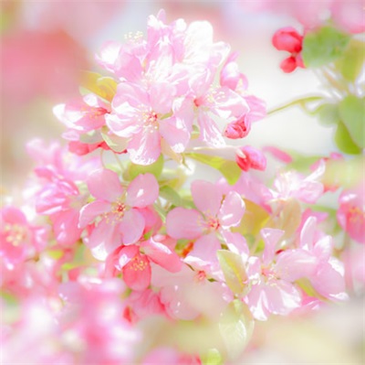 各种漂亮的花图片大全(优选18张)