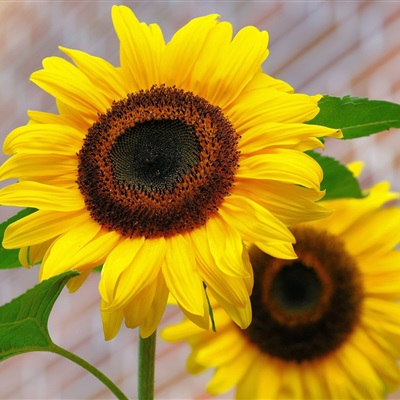 各种漂亮的花图片大全(优选18张)