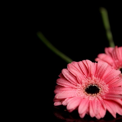 各种漂亮的花图片大全(优选18张)