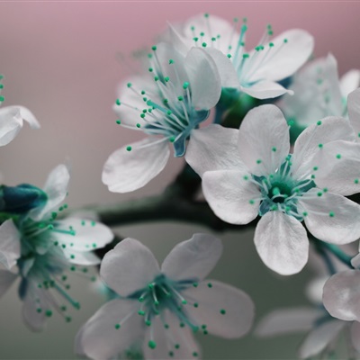 各种漂亮的花图片大全(优选18张)