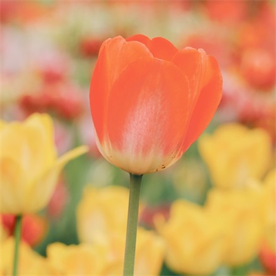 各种漂亮的花图片大全(优选18张)