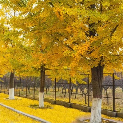 网上很火的景色头像图片(16张)