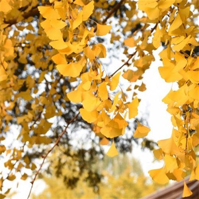 网上很火的景色头像图片(16张)