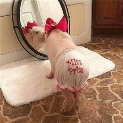 超级逗比的情侣头像图片(精选18张)