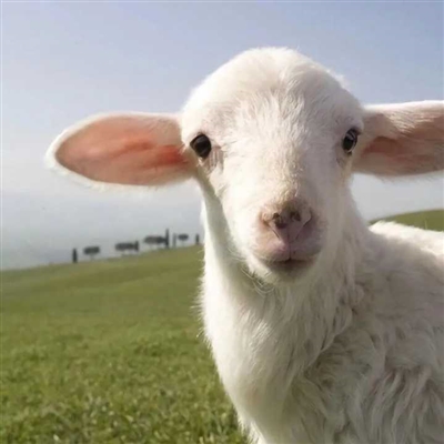 可以表达心情的头像(共16张)