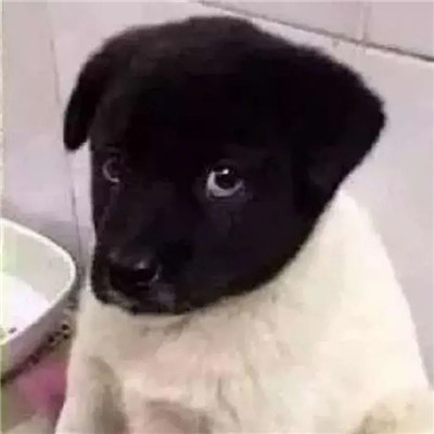 2023年最火爆的沙雕头像(16张)