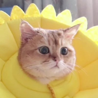 一看就知道脑子有病的头像(共18张)