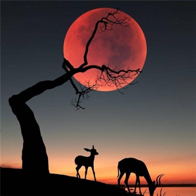 有意境唯美的微信头像(精选18张)