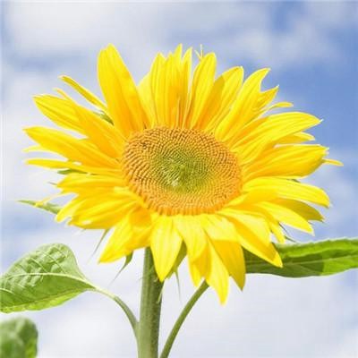 2023微信女头像最吉利好运图片(共20张)