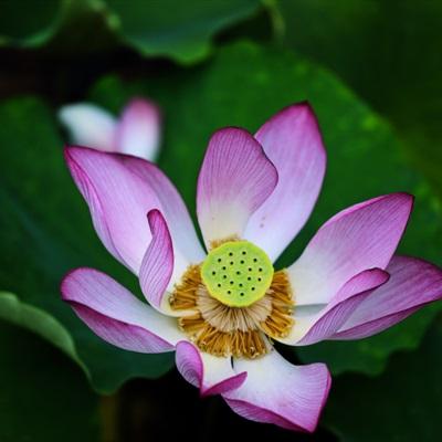 中老年用的头像图片(共18张)