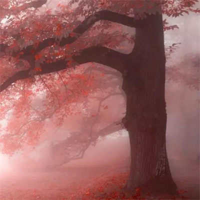 中老年微信头像女风景图片(20张)