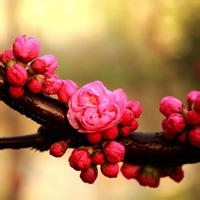 微信头像风景图片大全(20张)