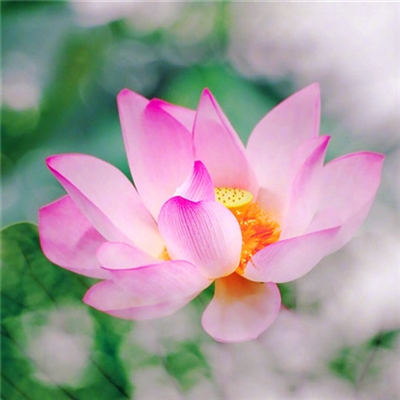 小清新唯美微信头像(共20张)