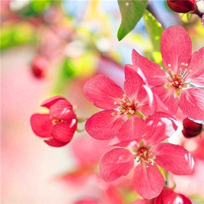 小清新唯美微信头像(共20张)