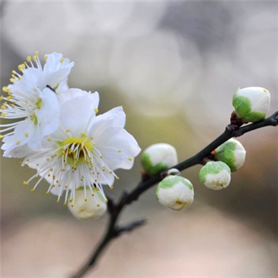 小清新唯美微信头像(共20张)