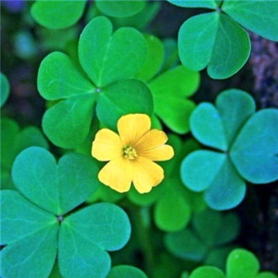 小清新唯美微信头像(共20张)