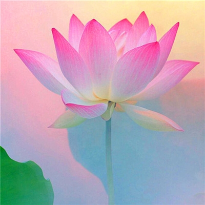 小清新唯美微信头像(共20张)