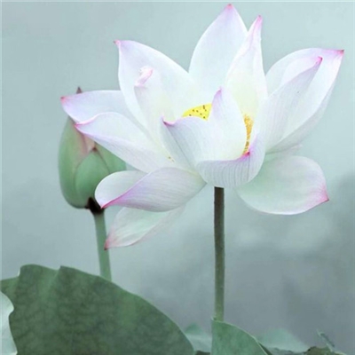 小清新唯美微信头像(共20张)