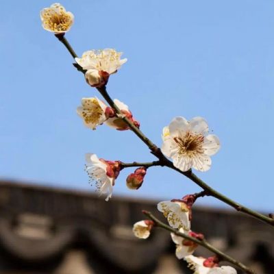 一看就舒心的微信头像(共16张)