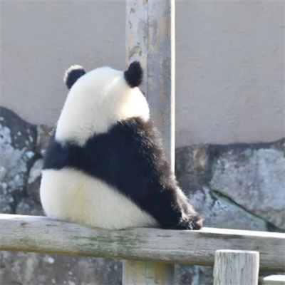 最火可爱萌娃情侣头像一人一张(共18张)