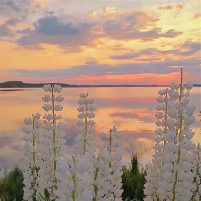 有意境的微信头像高清图片(优选18张)