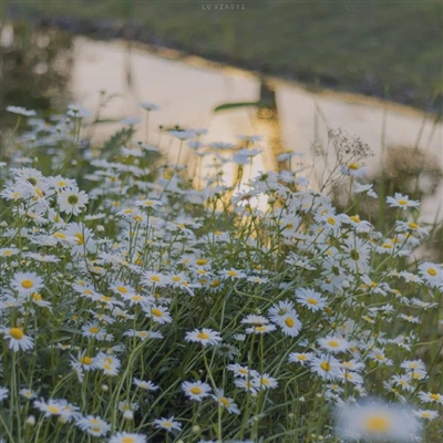 意境好运的头像图片(优选22张)