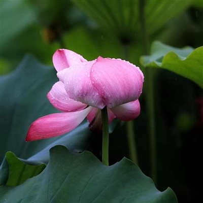 唯美风景头像图片大全(24张)