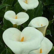 微信头像花朵图片大全(精选20张)