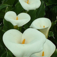 微信头像花朵图片大全(精选20张)