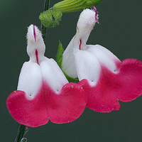 微信头像花朵图片大全(精选20张)