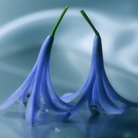 微信头像花朵图片大全(精选20张)