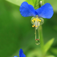 微信头像花朵图片大全(精选20张)