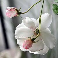 微信头像花朵图片大全(精选20张)