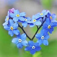 微信头像花朵图片大全(精选20张)