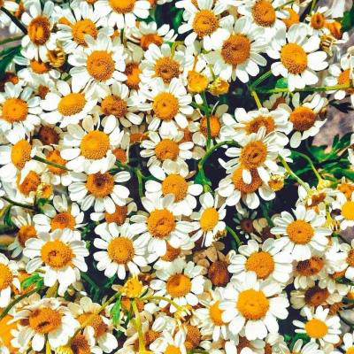 微信头像花朵图片大全(精选20张)